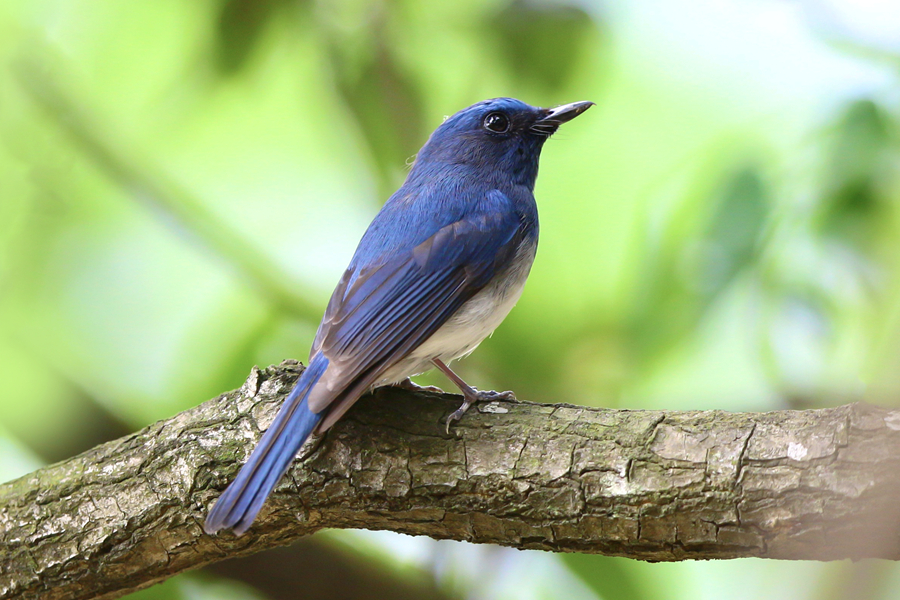 色彩艷麗的海南藍(lán)仙鹟。廖昕攝