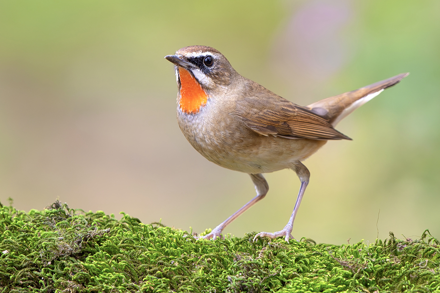 嗓音美妙動聽的紅喉歌鴝。廖昕攝