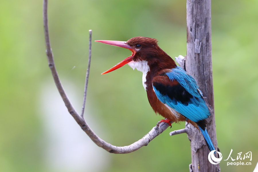 白胸翡翠在廈門東山水庫臨水枝頭高歌。人民網(wǎng)記者 陳博攝
