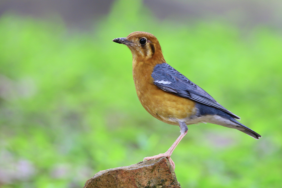美麗的橙頭地鶇成為廈門天竺山森林公園的顏值擔(dān)當(dāng)。廖昕攝