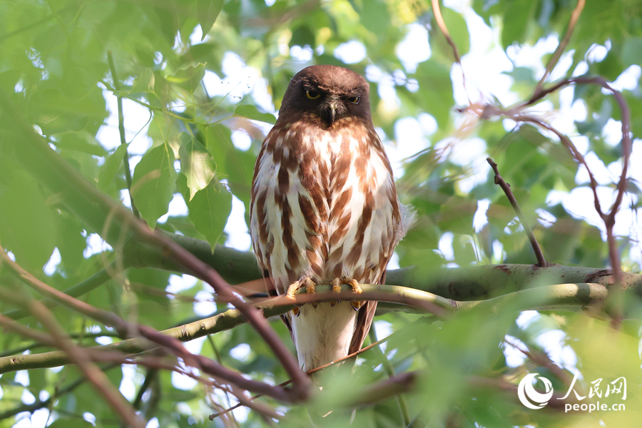 北鷹鸮在廈門虎頭山公園的高枝上休息。人民網(wǎng)記者 陳博攝
