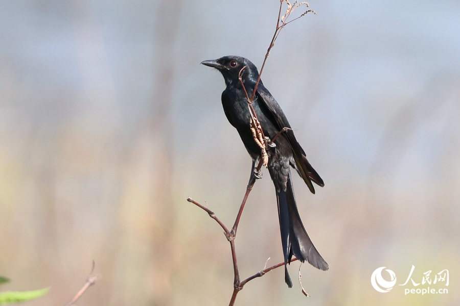 在廈門東山水庫岸邊覓食的黑卷尾。人民網(wǎng)記者 陳博攝