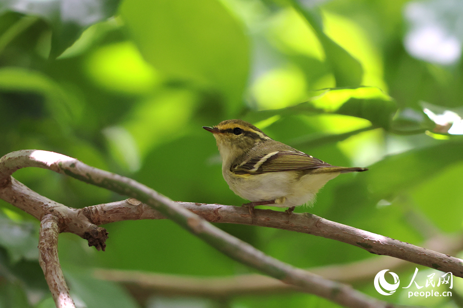 在廈門中山公園，黃腰柳鶯在枝頭歡蹦亂跳。人民網(wǎng)記者 陳博攝