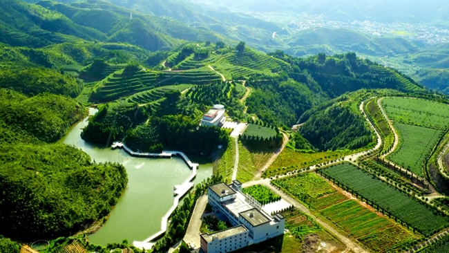 安溪茶山，梯田層層