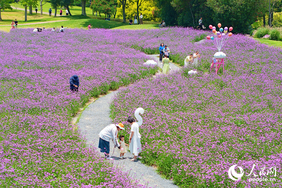 廈門園林植物園獅山園的柳葉馬鞭草迎來盛花期。人民網記者 陳博攝