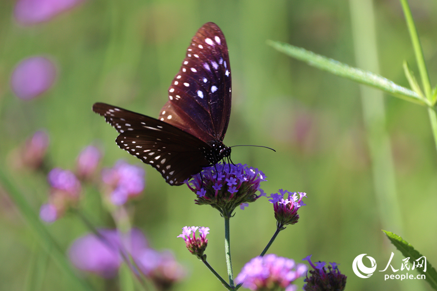 蝴蝶在馬鞭草花穗上停留。人民網記者 陳博攝