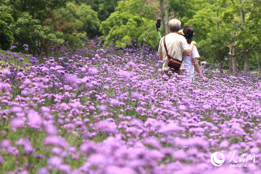 游客在馬鞭草花海中拍照。人民網記者 陳博攝