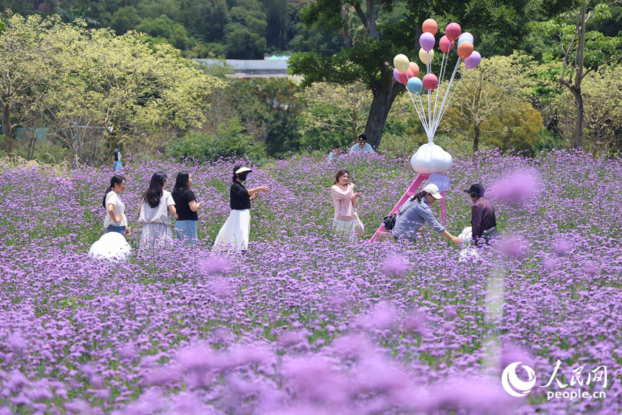 馬鞭草花海中游人如織。人民網記者 陳博攝