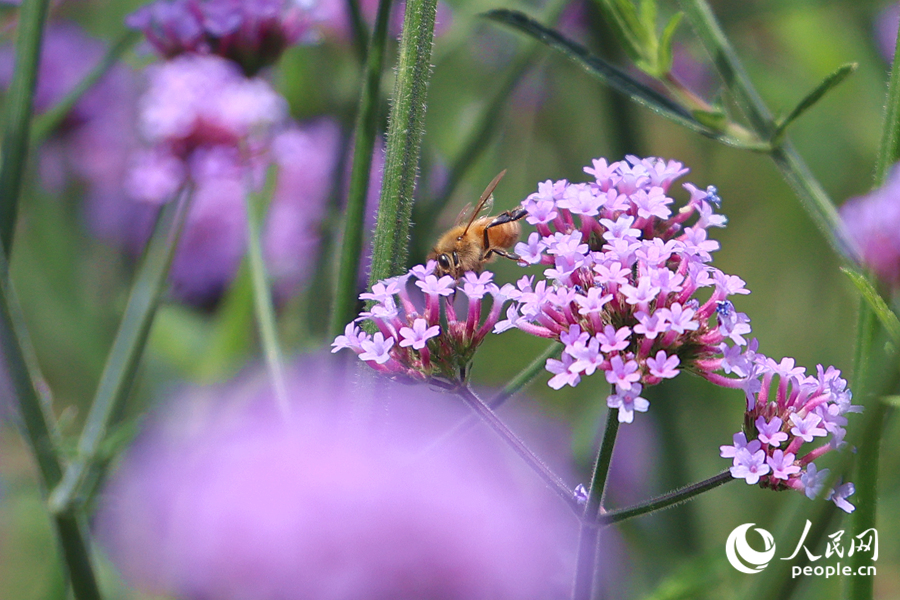 蜜蜂在馬鞭草花海中采蜜。人民網記者 陳博攝