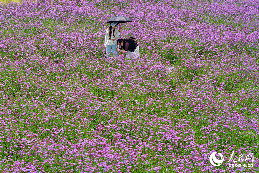 游客徜徉于紫色浪漫花海之中。人民網記者 陳博攝