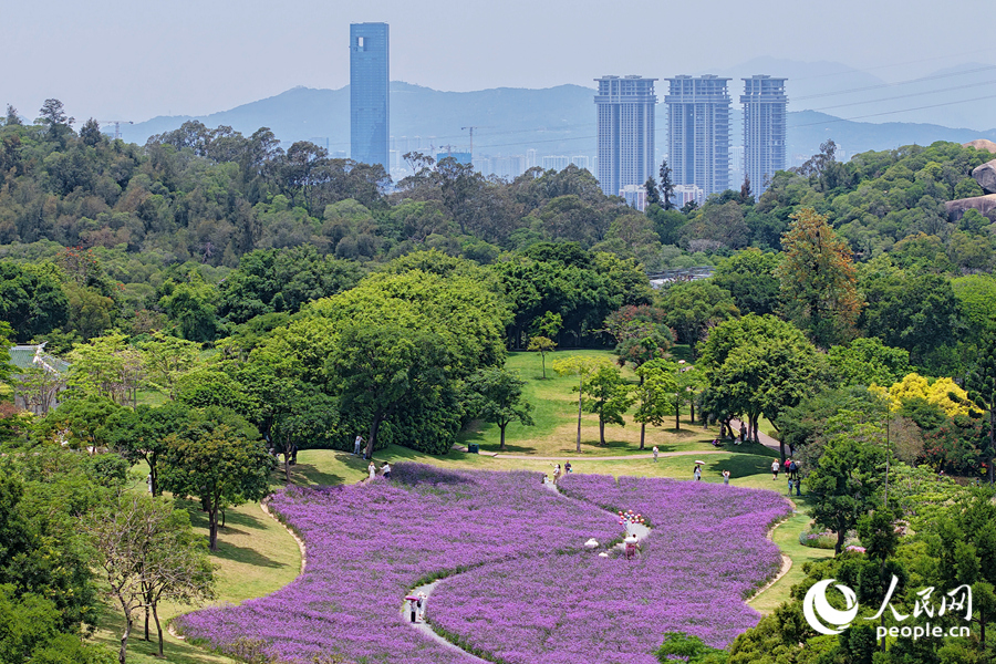 馬鞭草花海為四季常青的山谷鋪上一層紫色花毯。人民網記者 陳博攝
