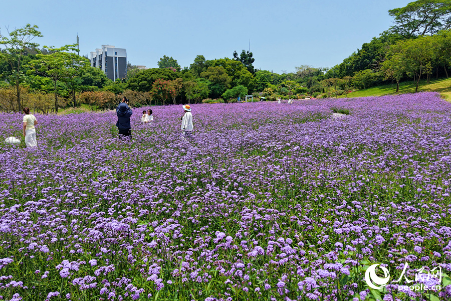 微風吹起層層花浪。人民網記者 陳博攝