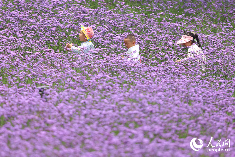孩童在馬鞭草花海小徑上奔跑。人民網記者 陳博攝