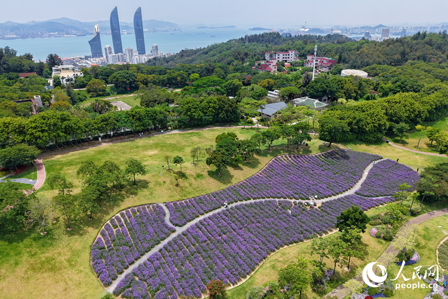 美麗動人的馬鞭草花海。人民網記者 陳博攝