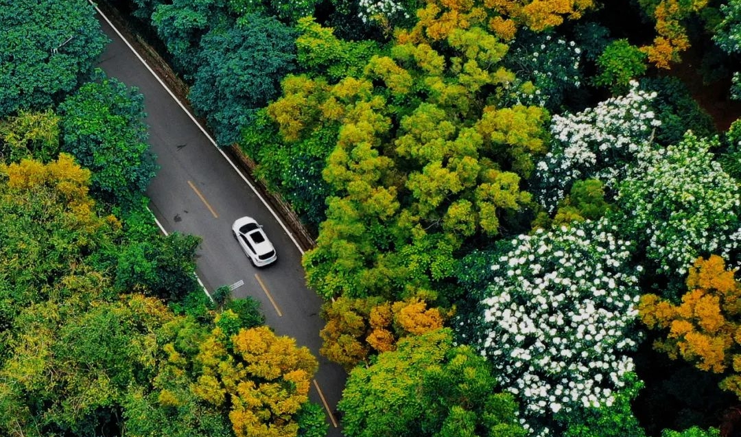 木油桐花開，空中飄下“五月雪”
