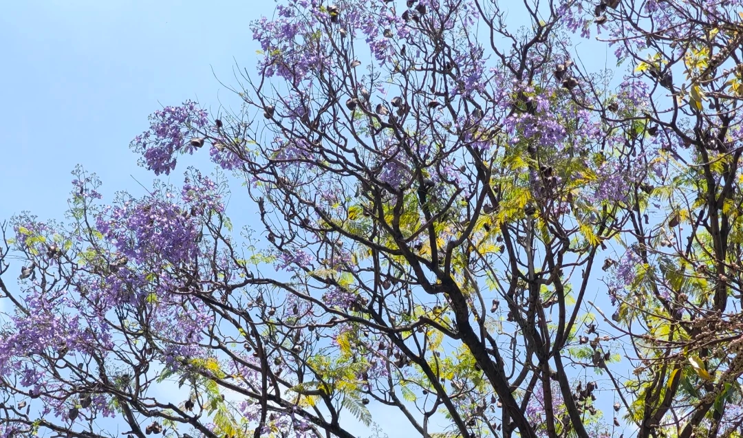 來(lái)，查收福州的一“紫”情書