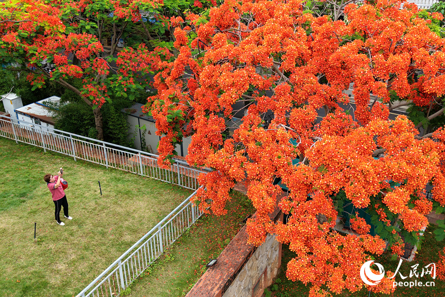 在思明區(qū)百家村，鮮艷的鳳凰花扮靚了城市。人民網(wǎng)記者 陳博攝
