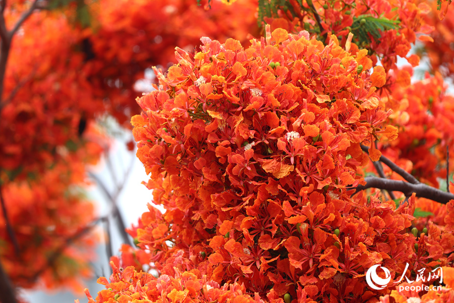 鳳凰木花朵在枝頭抱團(tuán)成花球。人民網(wǎng)記者 陳博攝