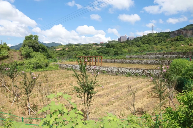 茶樹種質(zhì)資源圃。安溪縣融媒體中心供圖
