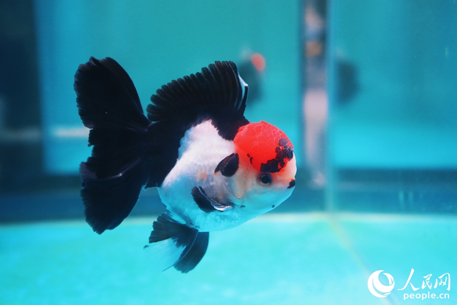 三色長尾獅頭金魚。人民網(wǎng) 李唯一攝