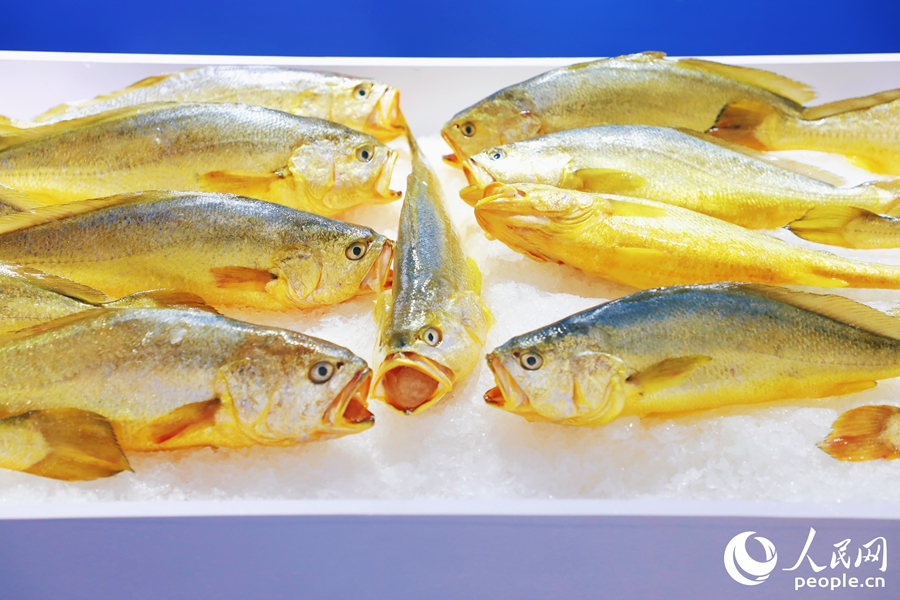 寧德大黃魚。人民網(wǎng) 李唯一攝