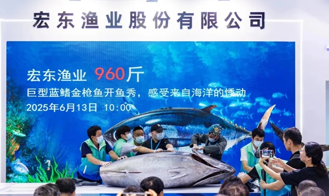 巨型藍(lán)鰭金槍魚開(kāi)魚秀