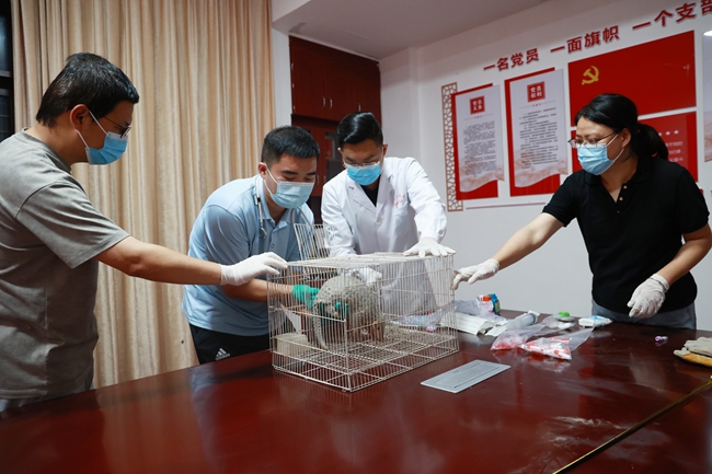 從外地趕來的國家級和省級專家對穿山甲進行身體檢查和數(shù)據(jù)采集