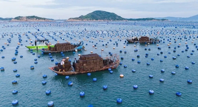 漁民采收鮑魚(yú)