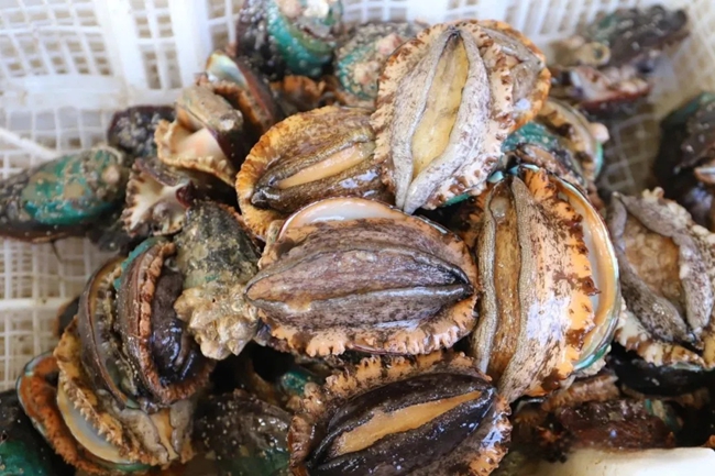 收獲的鮑魚(yú)
