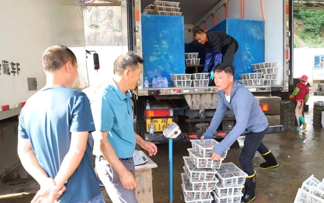 鮑魚(yú)優(yōu)良的品質(zhì)、實(shí)惠的價(jià)格吸引不少客商前來(lái)采購(gòu)
