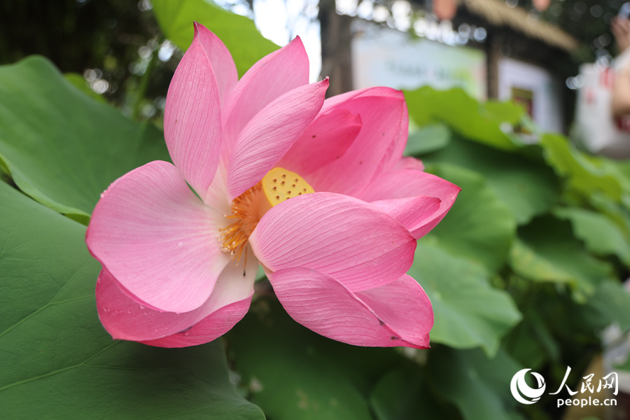 蓮花夾道綻放。人民網(wǎng)記者 陳博攝
