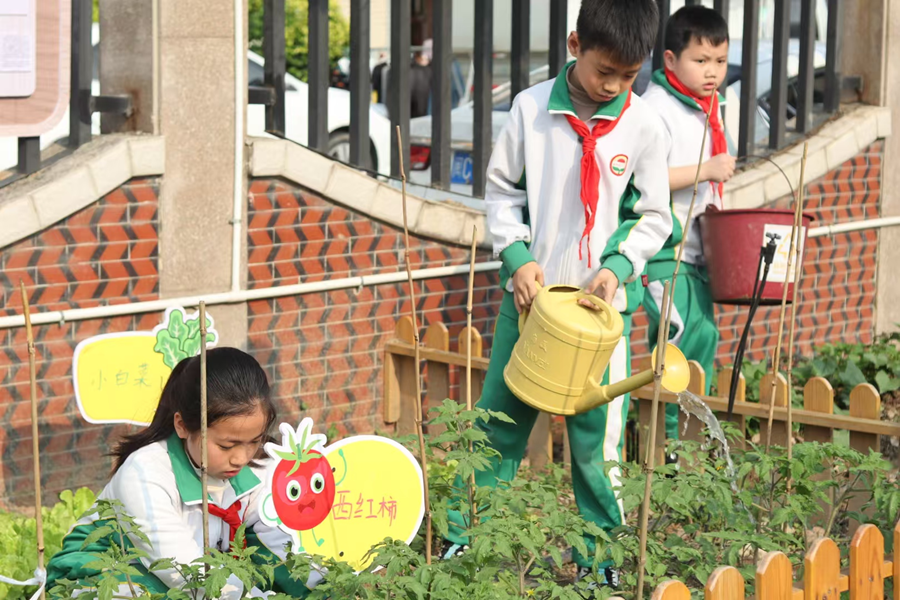 泉州市新華中心小學學生在“綠芽”紅領巾勞動園地開展課間活動。泉州市新華中心小學供圖