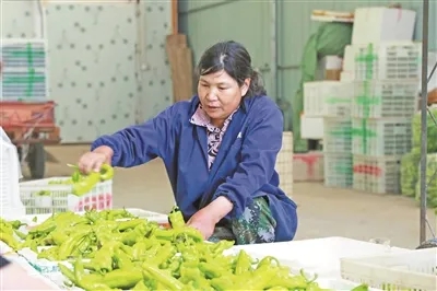 種植戶正在分揀青椒。湯文娟攝