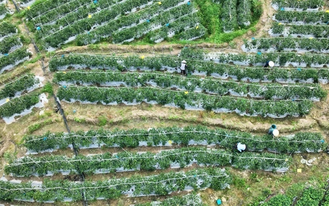 菊美專業(yè)合作社蔬菜采摘現(xiàn)場(chǎng)。李何穎攝