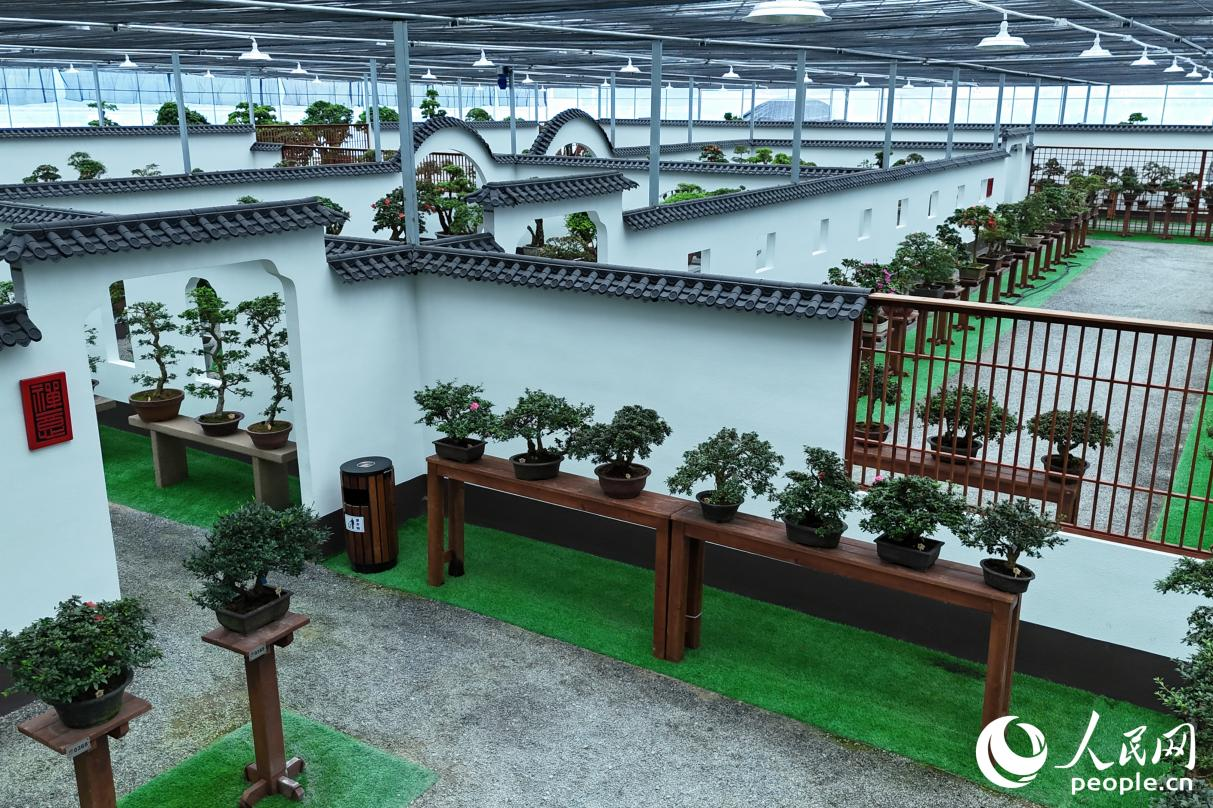 株株杜鵑陳列于園林式建筑之中。人民網 李昌乾攝