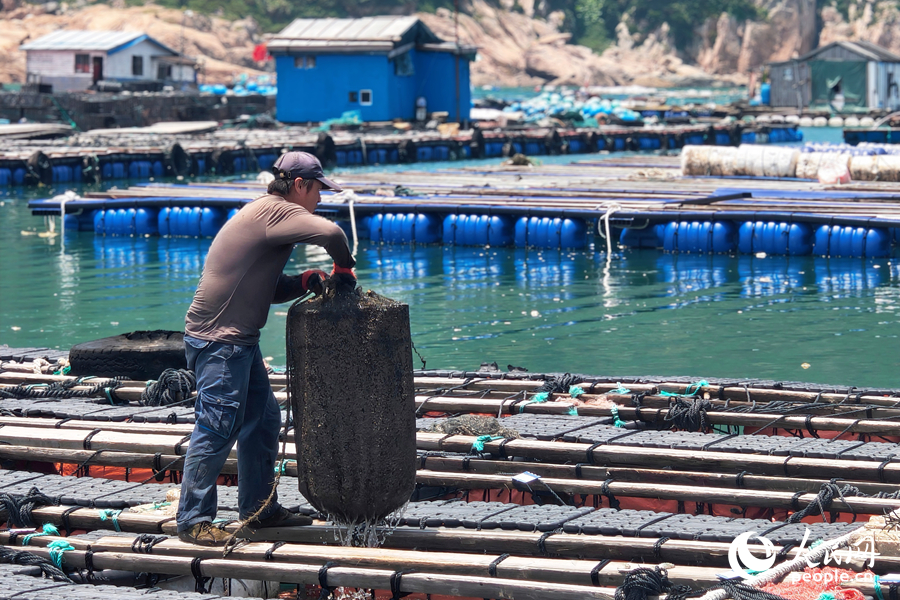 工人在給鮑魚“搬家”。人民網(wǎng) 楊灝昱攝