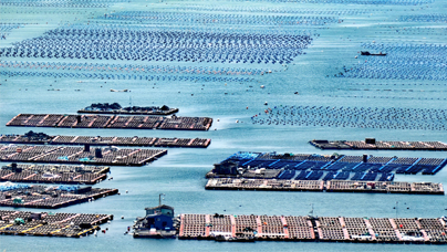 這片“海上牧場” “鮑”發(fā)力十足2024年，連江縣漁業(yè)產(chǎn)值達(dá)302.06億元，連續(xù)5年位居全國縣級第一，鮑魚產(chǎn)量達(dá)5.93萬噸，約占全國總量的三分之一，被譽(yù)為“中國鮑魚之鄉(xiāng)”。