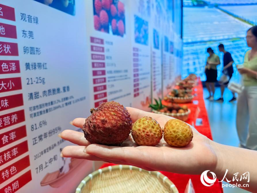 大小不一的晚熟荔枝優(yōu)新品種品。人民網(wǎng) 蘇海森攝