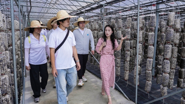 實踐隊調研金米村木耳吊袋種植