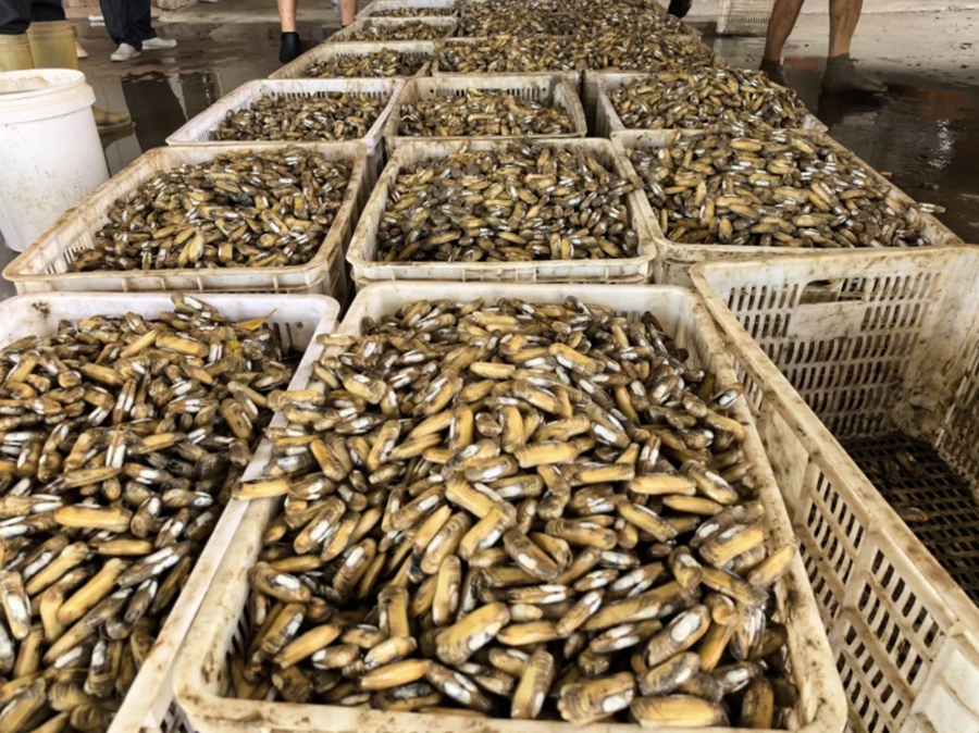 新鮮采收的蟶子