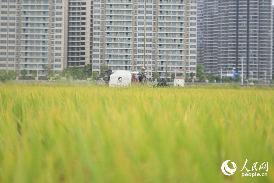 在廈門市同安區(qū)下溪頭村，收割機(jī)在稻田中來(lái)回穿梭。人民網(wǎng)記者 陳博攝