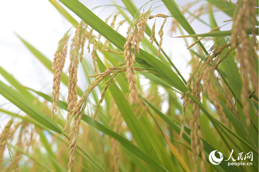 沉甸甸的稻穗成熟泛黃，壓彎稻稈。人民網(wǎng)記者 陳博攝