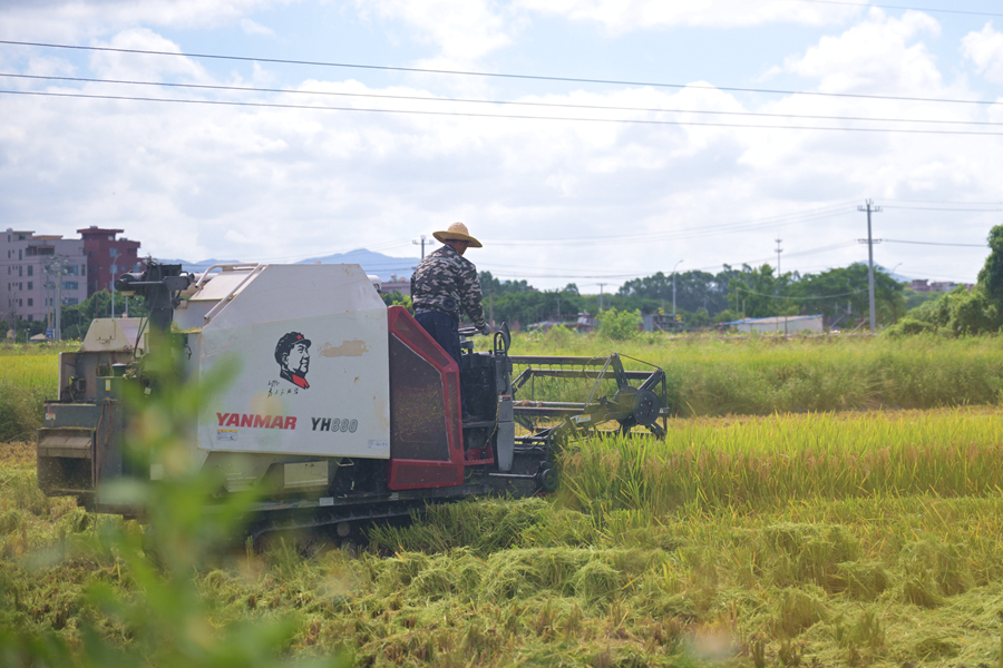 早稻收割忙。許秋珩攝