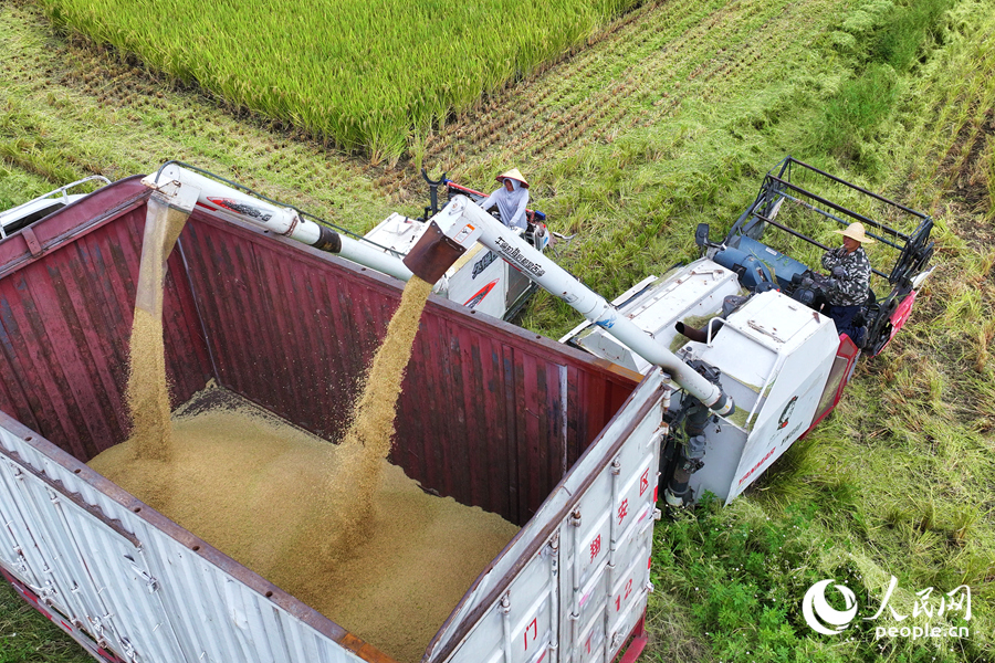 金黃的稻谷從收割機(jī)的出料口傾瀉而出。人民網(wǎng)記者 陳博攝