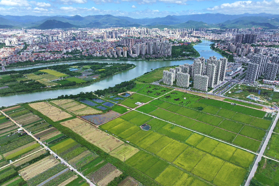 廈門同安稻田風(fēng)景美如畫(huà)。許秋珩攝