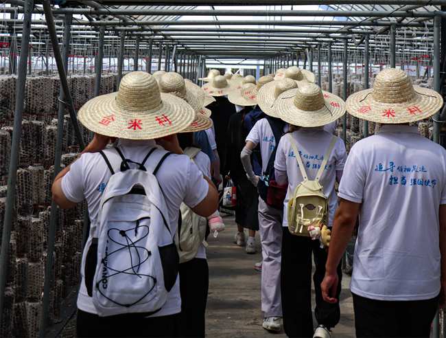 實踐隊實地調研金米村木耳吊帶種植技術