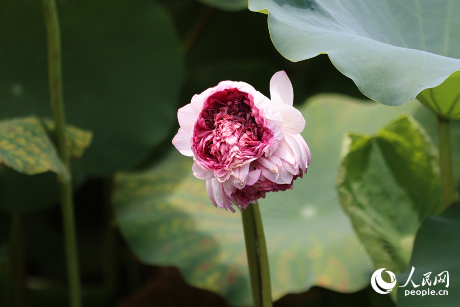 廈門南普陀荷花池中盛開的“品字蓮”。人民網(wǎng)記者 陳博攝