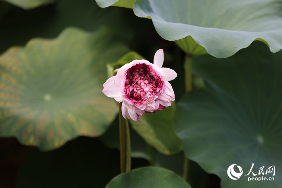 “品字蓮”花瓣隨風(fēng)搖曳。人民網(wǎng)記者 陳博攝