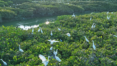 “我和老朋友在紅樹林年年有約”漳江口紅樹林國家級自然保護(hù)區(qū)共記錄有鳥類160種，其中被列入國家重點(diǎn)保護(hù)名錄的鳥類20多種，是名副其實(shí)的“鳥類天堂”。