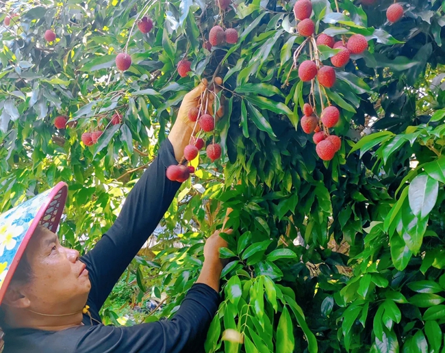 果農(nóng)查看荔枝長勢